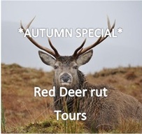 Red deer rut